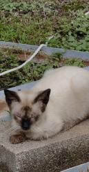 Lost Male Cat last seen Canyon red and indian ridge Kary tx, Katy, TX 77450