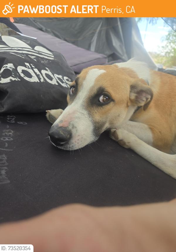 Found/Stray Male Dog last seen Across from the church, Perris, CA 92570