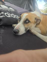 Found/Stray Male Dog last seen Across from the church, Perris, CA 92570