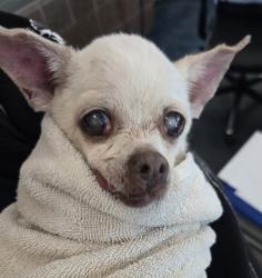 Shelter Stray Unknown Dog last seen Opdyke Road, AUBURN HILLS, MI, 48321, 1200 N Telegraph Building 42E, Pontiac, MI 48340, USA