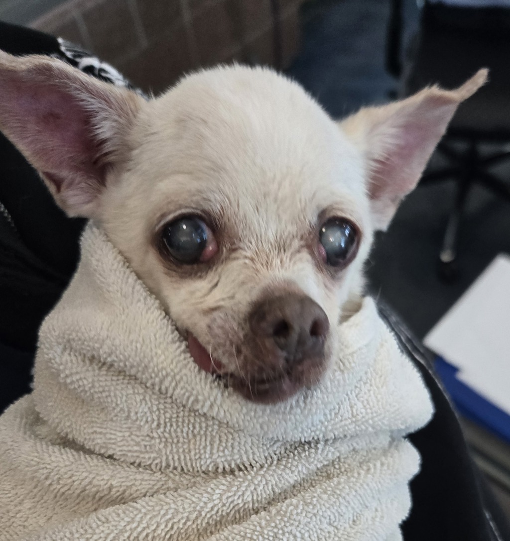 Shelter Stray Unknown Dog last seen Opdyke Road, AUBURN HILLS, MI, 48321, 1200 N Telegraph Building 42E, Pontiac, MI 48340, USA