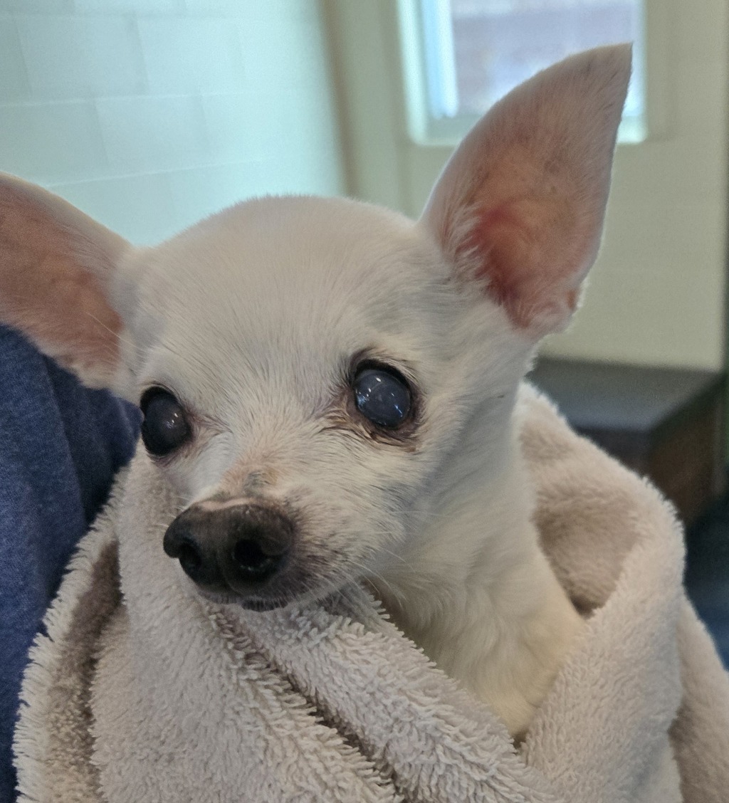 Shelter Stray Unknown Dog last seen Opdyke Road, AUBURN HILLS, MI, 48321, 1200 N Telegraph Building 42E, Pontiac, MI 48340, USA