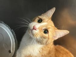 Shelter Stray Unknown Cat last seen Marcus Garvey Square Park House, NEW YORK, NY, 10027, 326 E 110th St, New York, NY 10029, USA