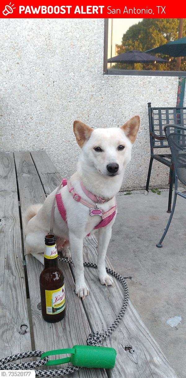 Lost Female Dog last seen Tioga and Powatan, San Antonio, TX 78230