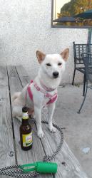 Lost Female Dog last seen Tioga and Powatan, San Antonio, TX 78230