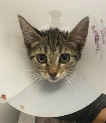 Shelter Stray Female Cat last seen Outside of Smart + Final Santee, Santee, CA, 92071, 5500 Gaines St, San Diego, CA 92110, USA