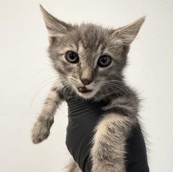 Shelter Stray Female Cat last seen ., San Diego, CA, 92154, 5500 Gaines St, San Diego, CA 92110, USA