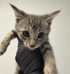 Shelter Stray Male Cat last seen ., San Diego, CA, 92154, 5500 Gaines St, San Diego, CA 92110, USA