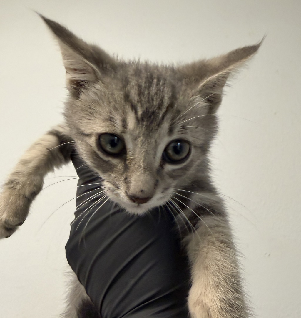 Shelter Stray Male Cat last seen ., San Diego, CA, 92154, 5500 Gaines St, San Diego, CA 92110, USA