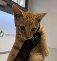 Shelter Stray Male Cat last seen 56th Street, San Diego, CA, 92105, 5500 Gaines St, San Diego, CA 92110, USA