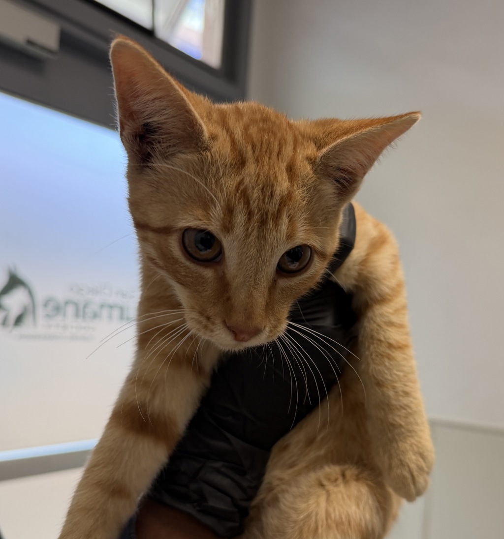 Shelter Stray Male Cat last seen 56th Street, San Diego, CA, 92105, 5500 Gaines St, San Diego, CA 92110, USA