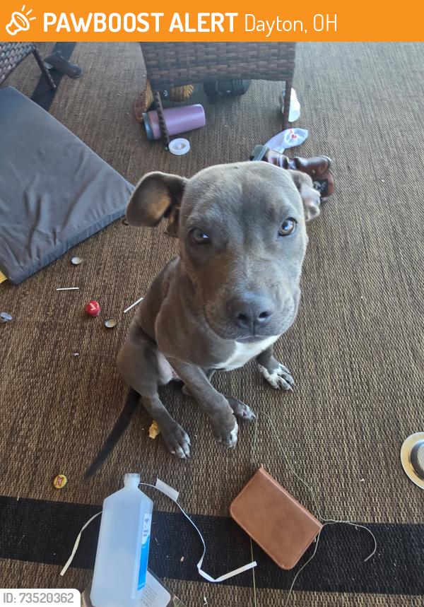 Found/Stray Female Dog last seen Rita St, Dayton, OH 45404