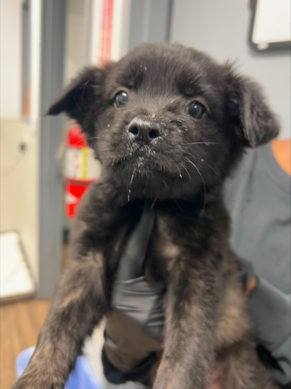Shelter Stray Female Dog last seen Manzanita Canyon, San Diego, CA, 92105, 5500 Gaines St, San Diego, CA 92110, USA