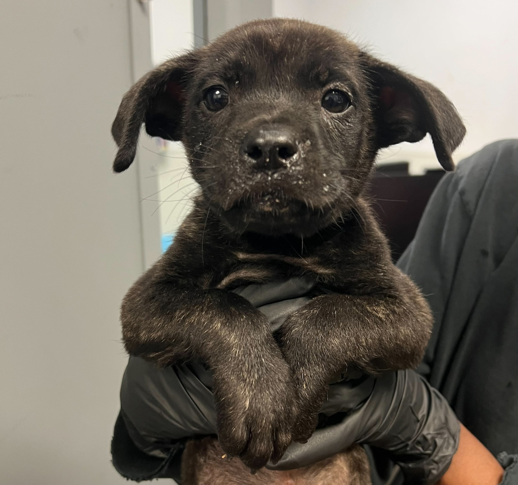 Shelter Stray Male Dog last seen Manzanita Canyon, San Diego, CA, 92105, 5500 Gaines St, San Diego, CA 92110, USA