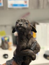Shelter Stray Female Dog last seen Manzanita Canyon, San Diego, CA, 92105, 5500 Gaines St, San Diego, CA 92110, USA