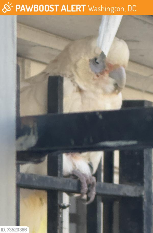 Found/Stray Unknown Bird last seen Near Keefer Place NW 20010 (rear), Washington, DC 20010