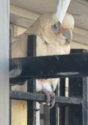 Found/Stray Unknown Bird last seen Near Keefer Place NW 20010 (rear), Washington, DC 20010