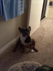 Found/Stray Female Dog last seen Lancaster Blvd, Lancaster, CA 93534