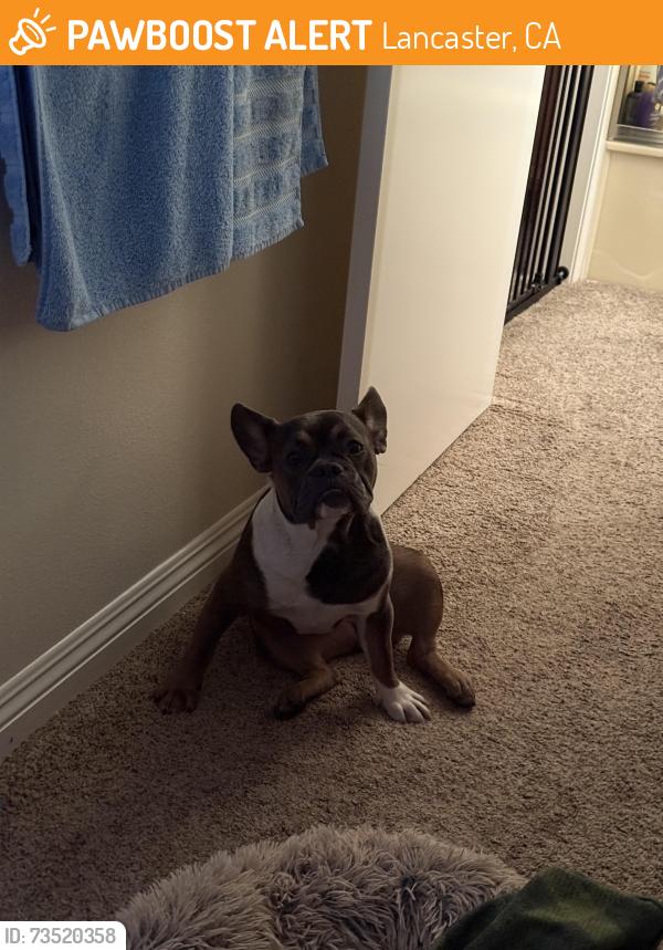 Found/Stray Female Dog last seen Lancaster Blvd, Lancaster, CA 93534