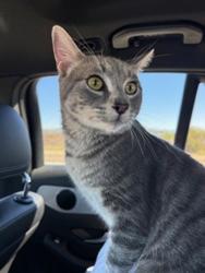 Shelter Stray Male Cat last seen San Diego, CA, 92154, 5500 Gaines St, San Diego, CA 92110, USA