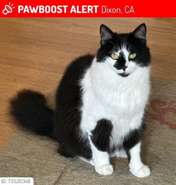 Lost Female Cat last seen North 1st Street/ Business Park Drive near Extra Space Storage/ Car Wash, Dixon, CA 95620
