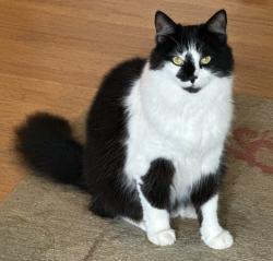Lost Female Cat last seen North 1st Street/ Business Park Drive near Extra Space Storage/ Car Wash, Dixon, CA 95620