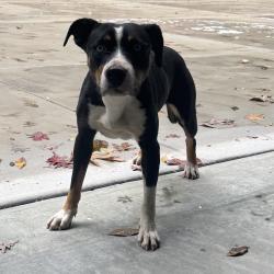 Found/Stray Female Dog last seen Beechridge Ct. Mt Carmel church, Chapel Hill, NC 27517
