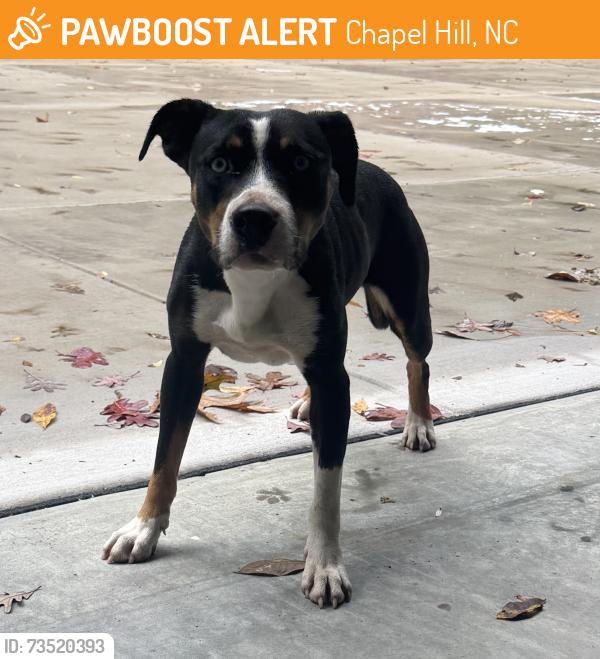Found/Stray Female Dog last seen Beechridge Ct. Mt Carmel church, Chapel Hill, NC 27517