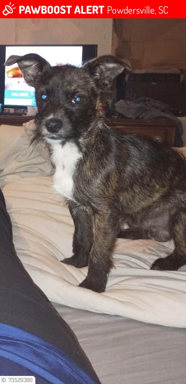 Lost Male Dog last seen Circle rd, Powdersville, SC 29611