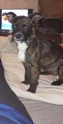 Lost Male Dog last seen Circle rd, Powdersville, SC 29611