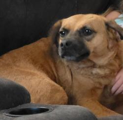 Reunited Female Dog last seen Ashmore Bridge rd and fowler circle, Mauldin, SC 29662