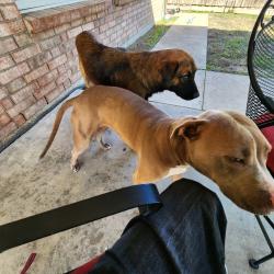 Found/Stray Unknown Dog last seen Willowstone and Millington, Mansfield, TX 76063