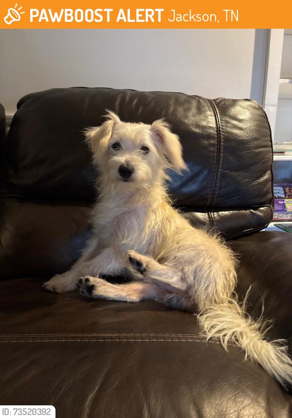 Rehomed Male Dog last seen Chickering Road, Jackson, TN 38305