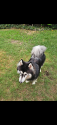 Found/Stray Unknown Dog last seen Spring and Studebaker, Long Beach, CA 90815