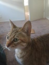 Reunited Female Cat last seen San Thomas,San Jose,ca, San Jose, CA 95112