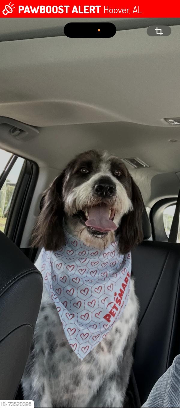 Lost Male Dog last seen Morgan road, Hoover, AL 35244
