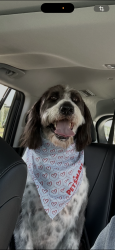 Lost Male Dog last seen Morgan road, Hoover, AL 35244