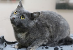 Lost Female Cat last seen Monroe Street and Spring Street, Westfield, WI 53964