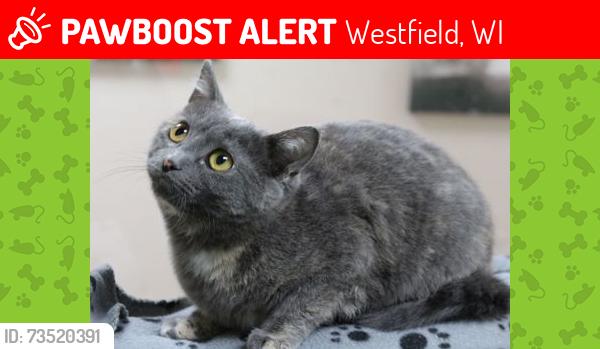 Lost Female Cat last seen Monroe Street and Spring Street, Westfield, WI 53964