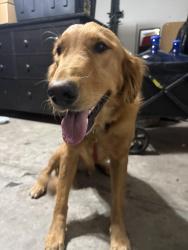 Reunited Female Dog last seen South 25th Lane & West Burgess Lane, Phoenix, AZ 85041, USA, Phoenix, AZ 85041