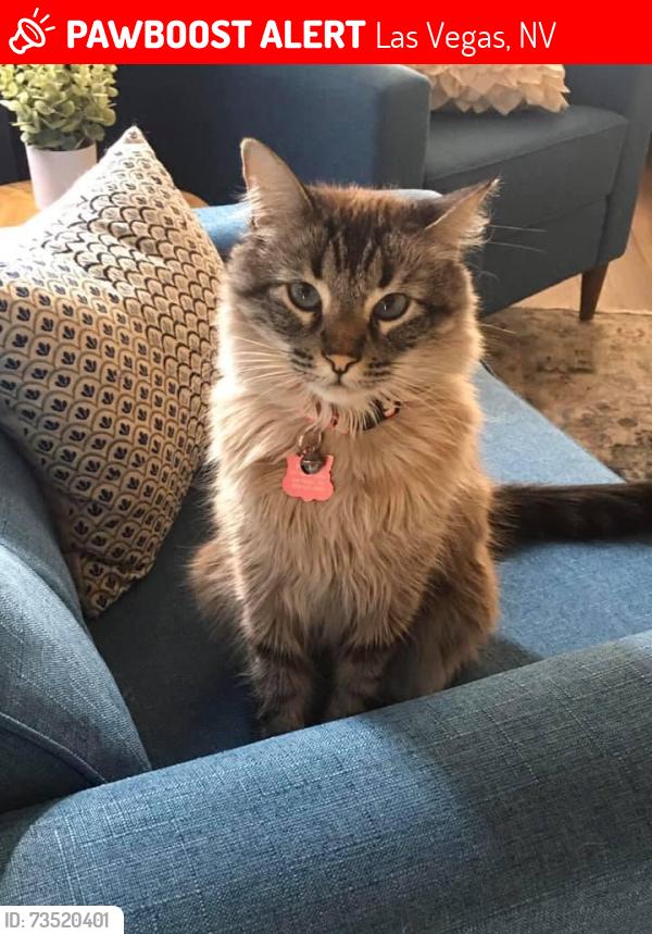 Lost Female Cat last seen Near silver grove st, Las Vegas, NV 89144