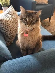 Lost Female Cat last seen Near silver grove st, Las Vegas, NV 89144