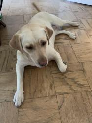 Lost Female Dog last seen Mtsac, Walnut, CA 91789
