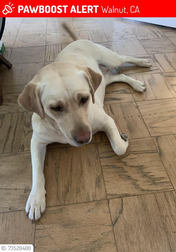 Lost Female Dog last seen Mtsac, Walnut, CA 91789