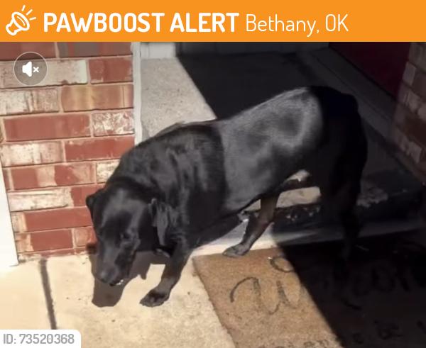 Found/Stray Male Dog last seen 23rd & Cooncil area, Bethany, OK 73008