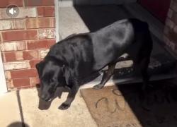 Found/Stray Male Dog last seen 23rd & Cooncil area, Bethany, OK 73008