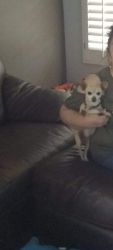 Reunited Female Dog last seen 91st ln and Royal Palm, Peoria, AZ 85345