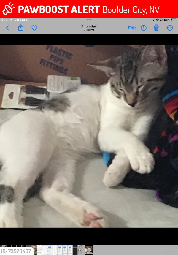 Lost Male Cat last seen Yucca and foothill, Boulder City, NV 89005