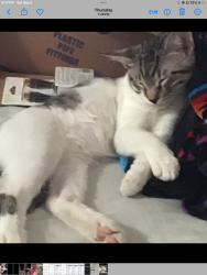 Lost Male Cat last seen Yucca and foothill, Boulder City, NV 89005