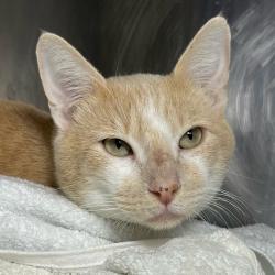 Shelter Stray Male Cat last seen , 4575 E Mesquite Ave, Palm Springs, CA 92264, USA